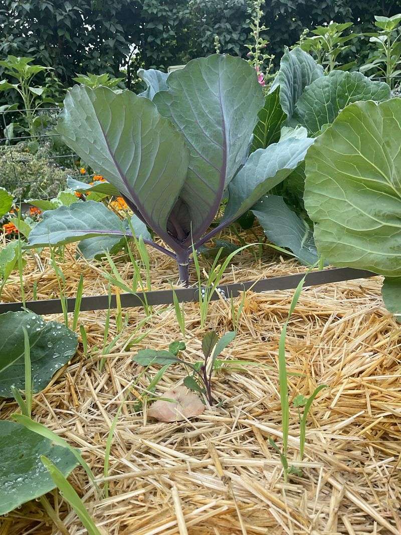 Mulch Insulates Soil and Protects Root Systems