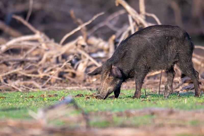 Strange Grunting Sounds At Night