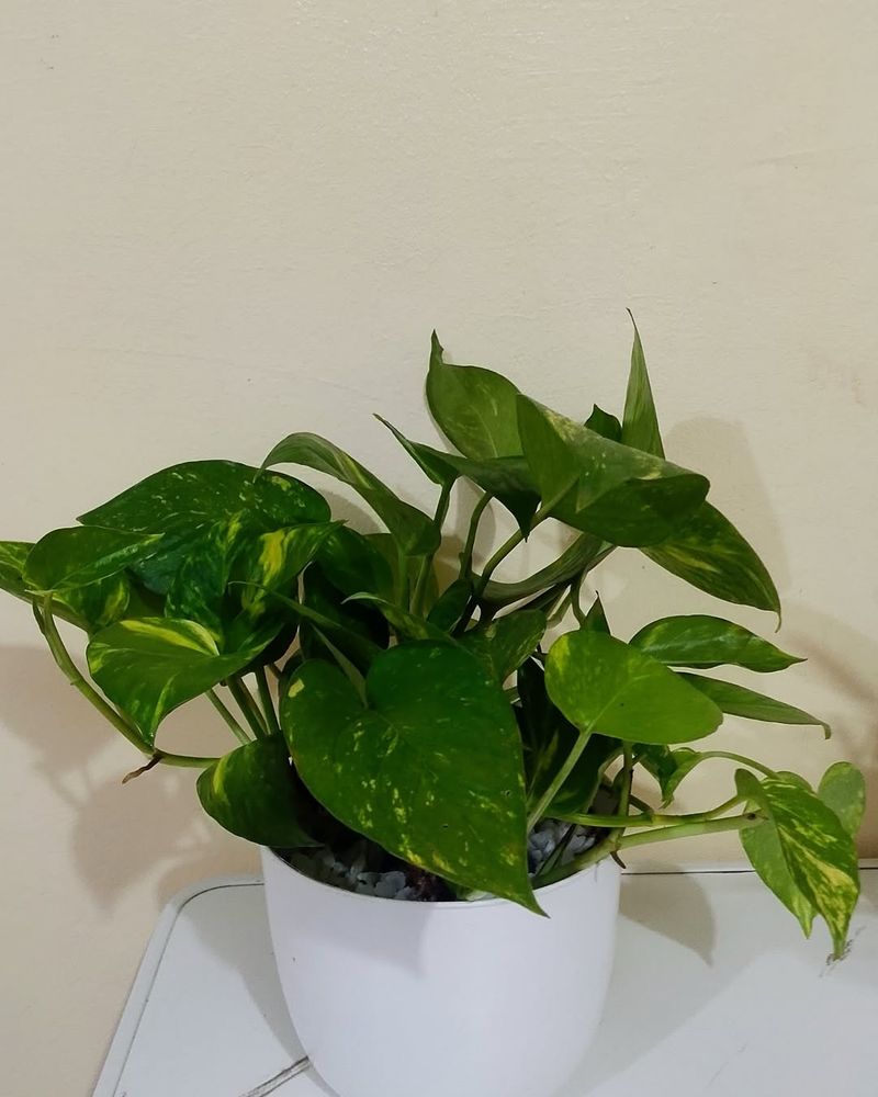 Pothos