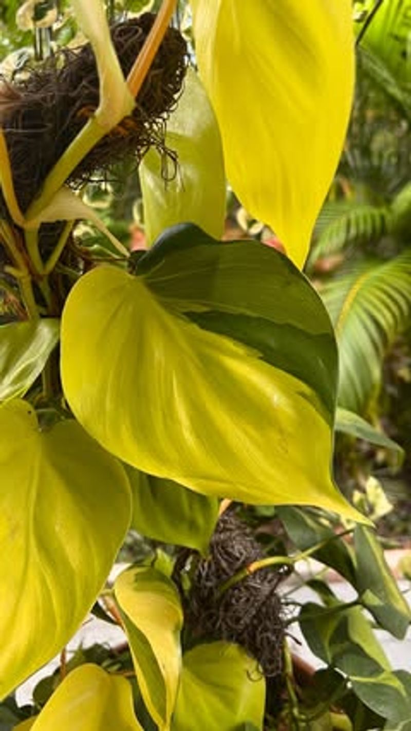 Philodendron Brasil
