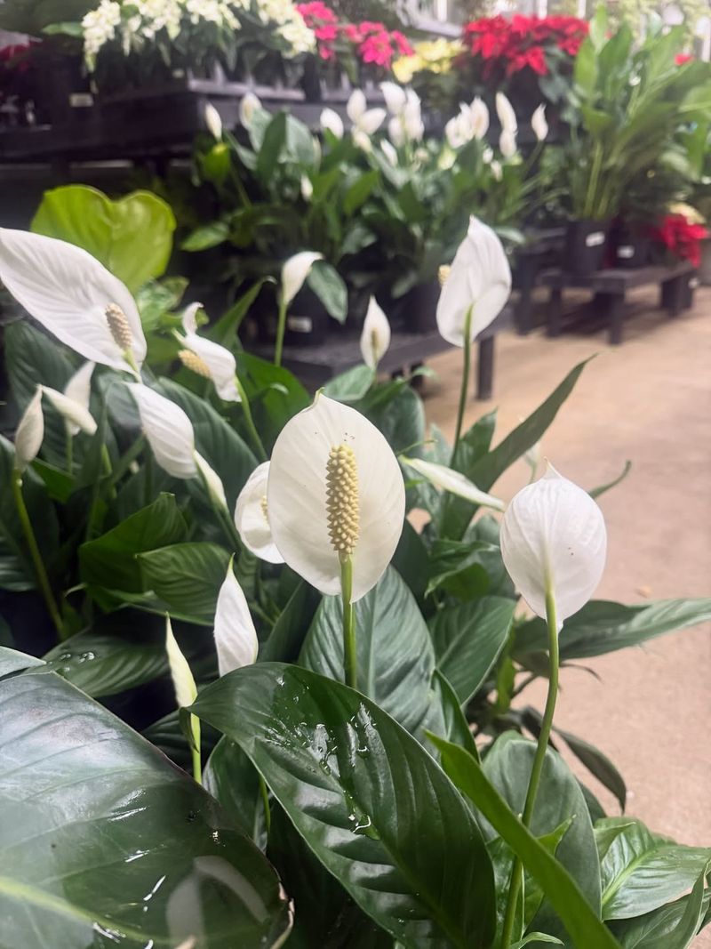 Peace Lily