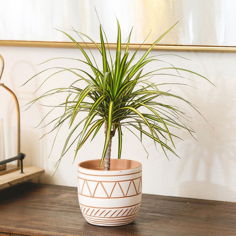 Dracaena