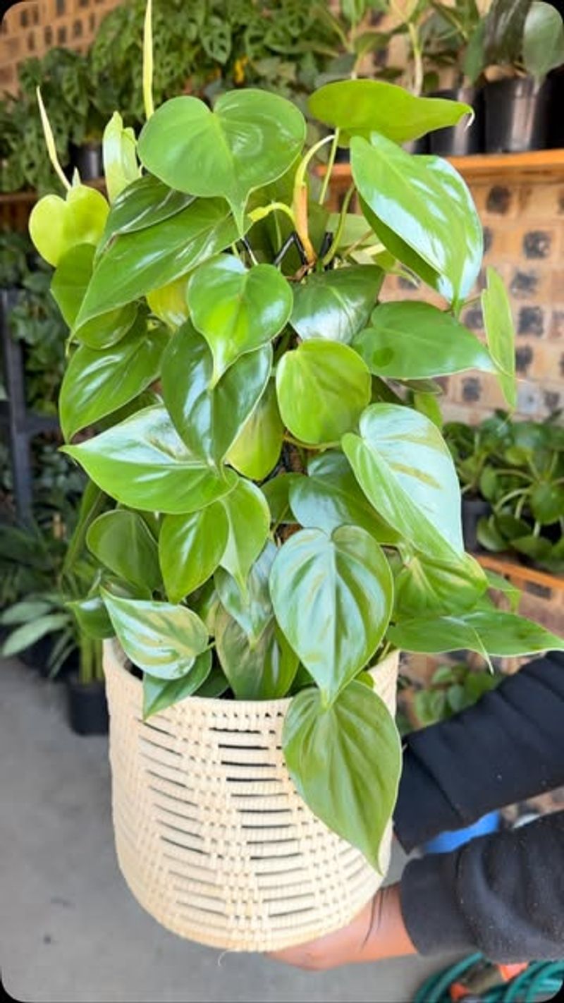 Philodendron Heartleaf