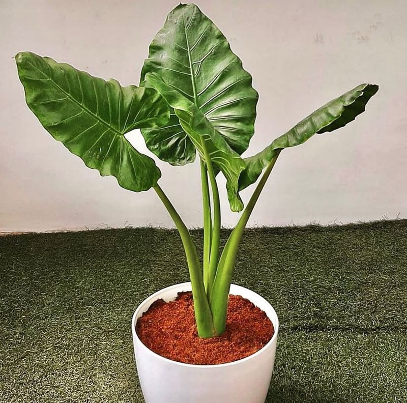 Alocasia