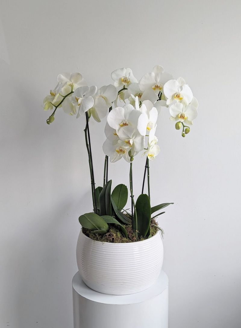 Orchid (Phalaenopsis &ndash; White Blooms)