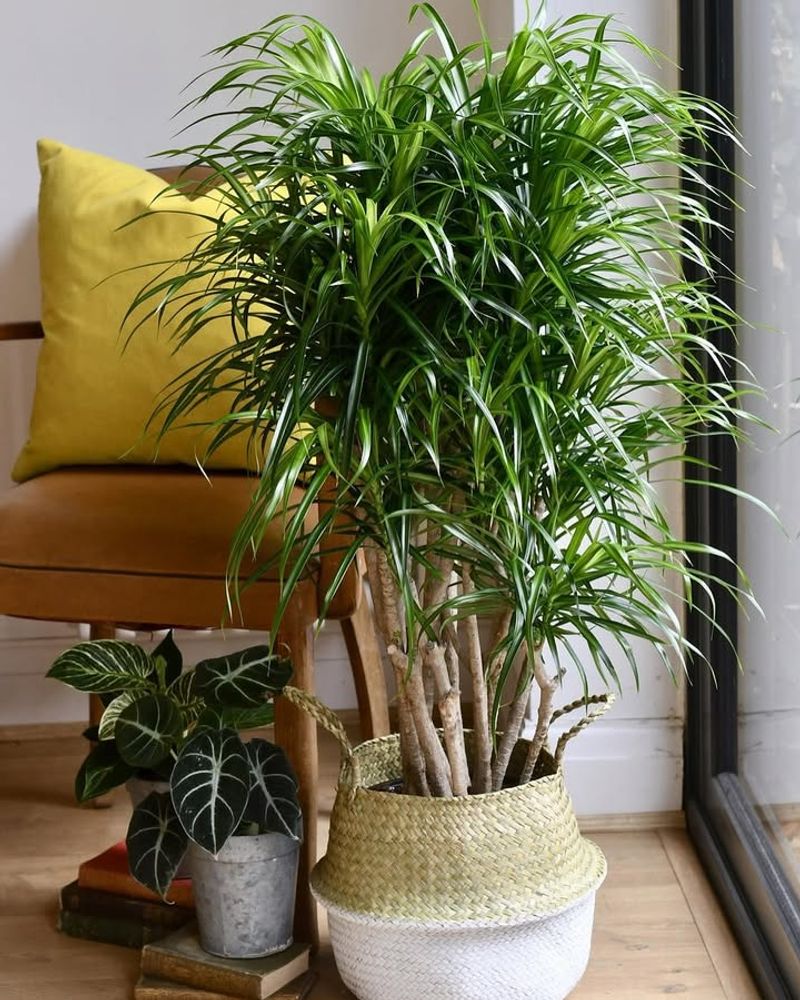 Dracaena (Various Species)