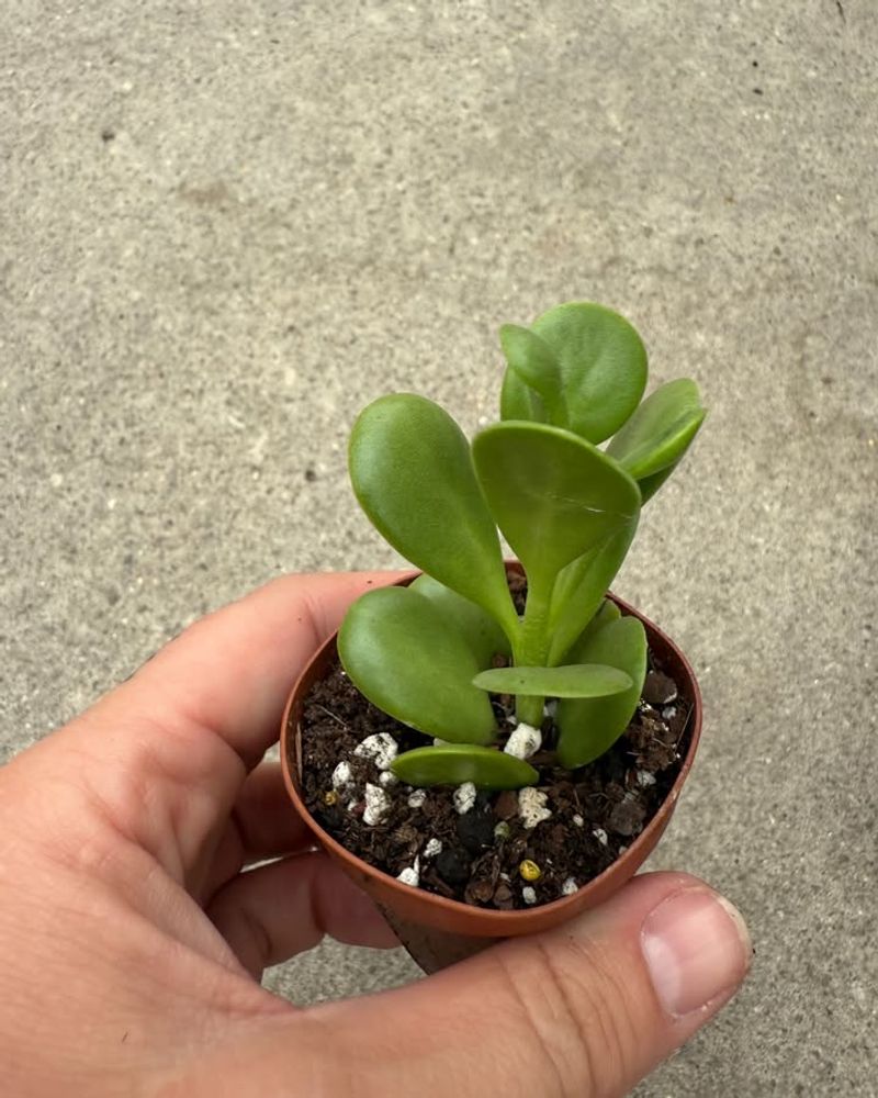 Jade Plant