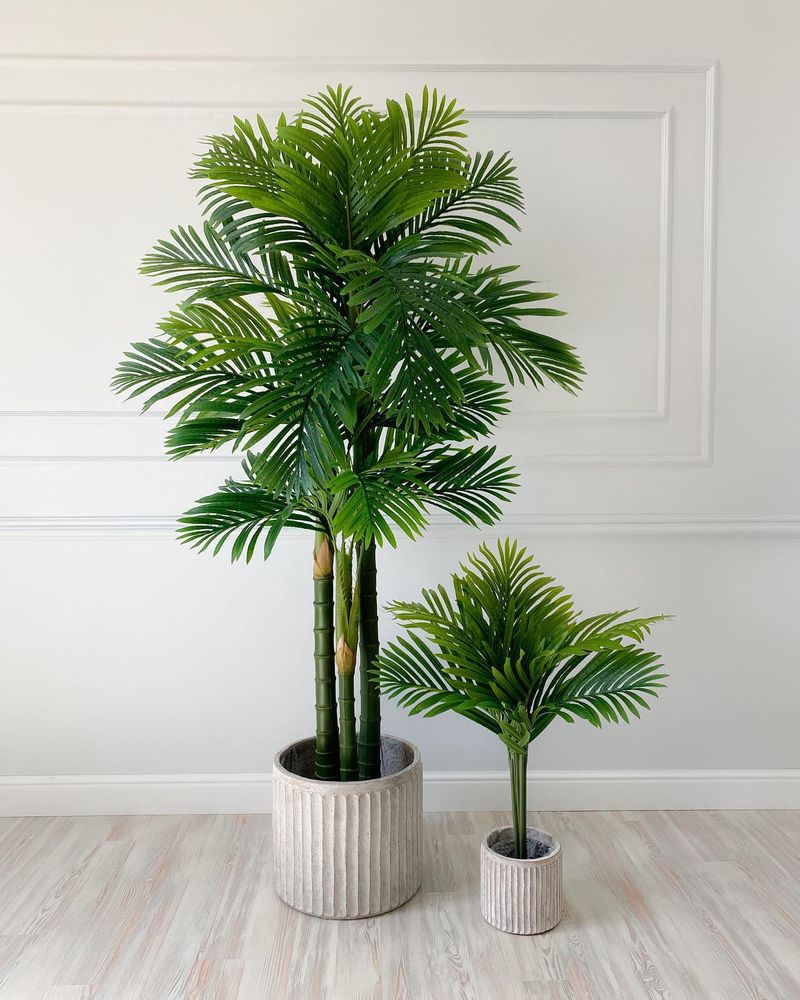 Areca Palm