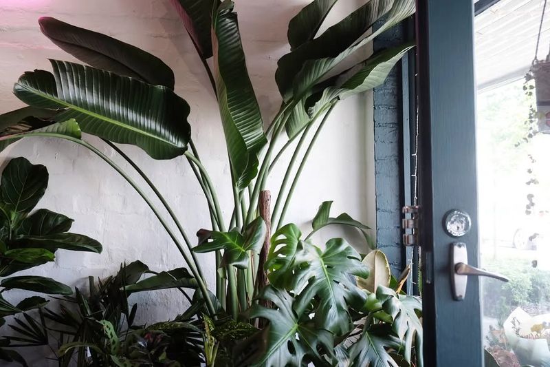 Bird of Paradise Creates Tropical Escape at Home