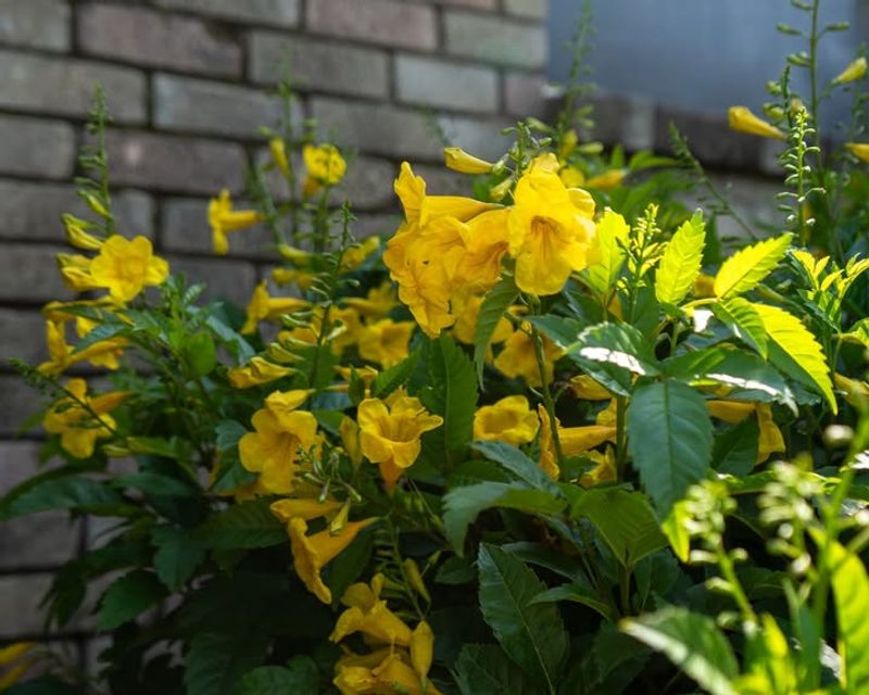 Golden Sunset Esperanza