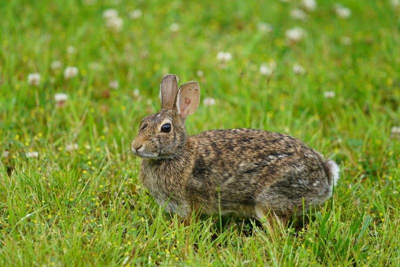 Eastern Cottontail Rabbit