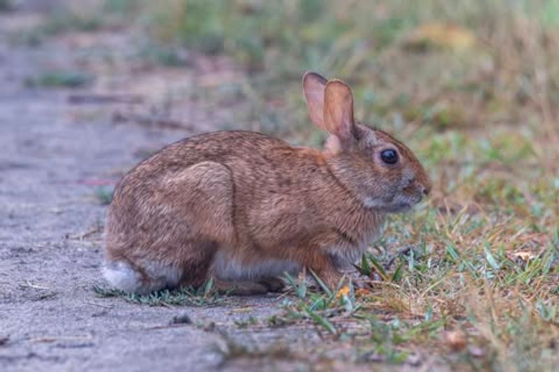 Eastern Cottontail Rabbit