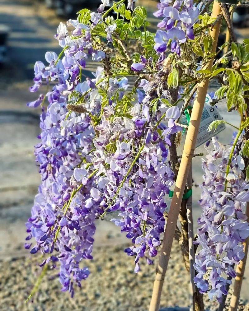 Chinese Wisteria