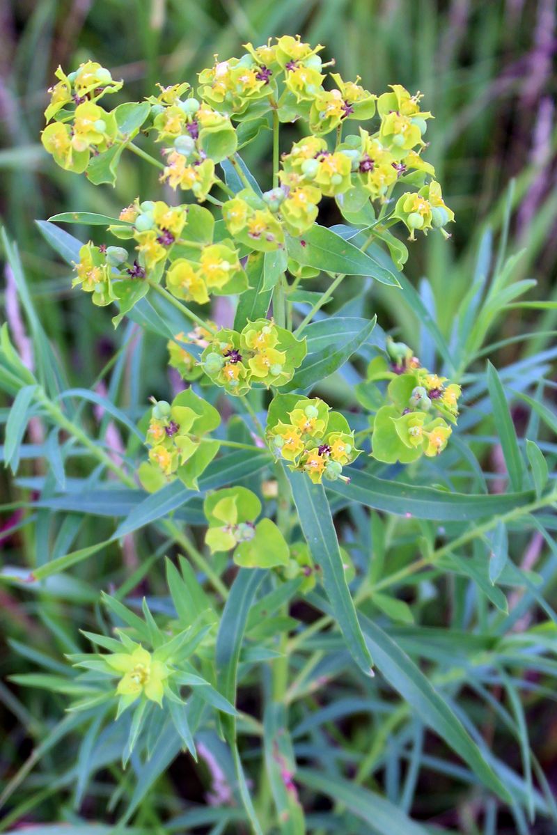 Leafy Spurge (Euphorbia Esula)