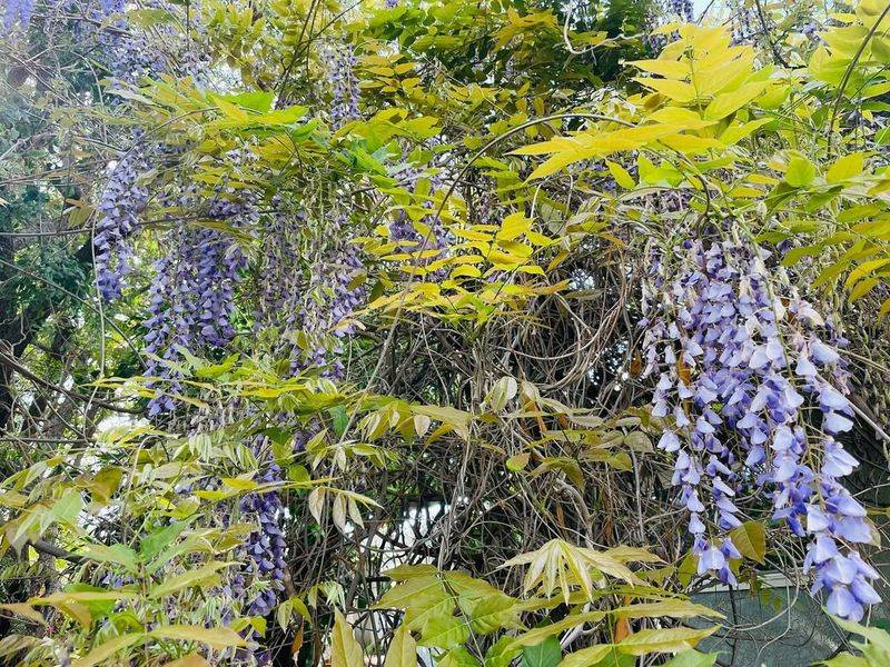 Salt Cedar (Tamarisk)