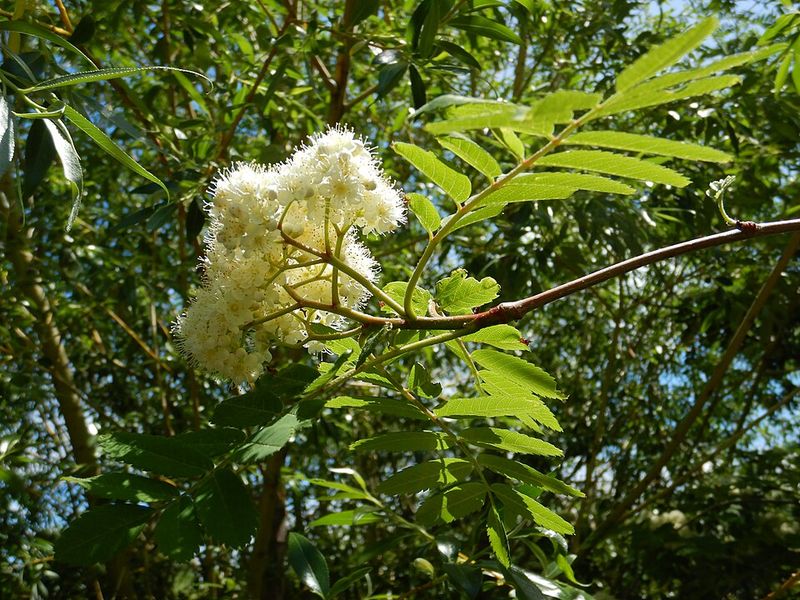 European Mountain Ash
