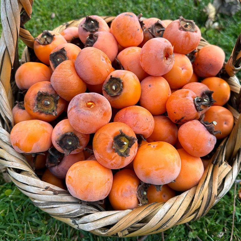 Asian Persimmon (Diospyros Kaki)