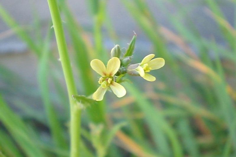 Saharan Mustard (Brassica Tournefortii)