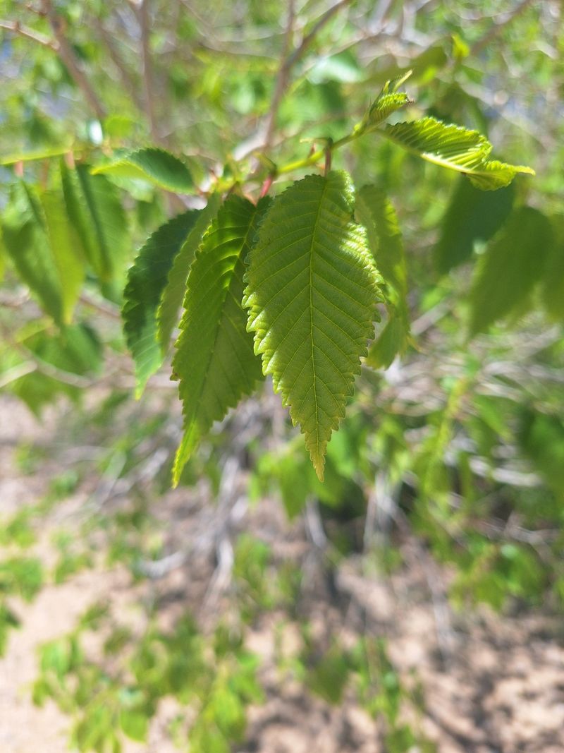 Siberian Elm Trees