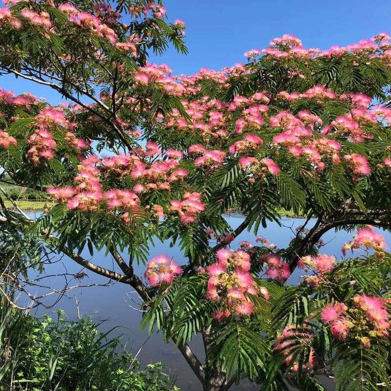 Mimosa Tree