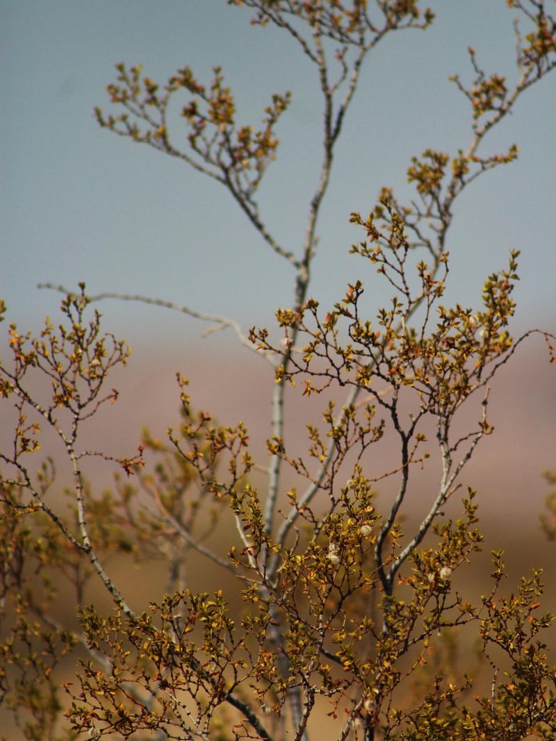 Creosote Bush