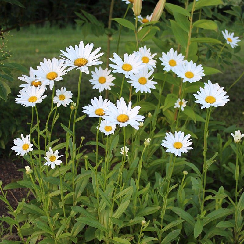 Shasta Daisies