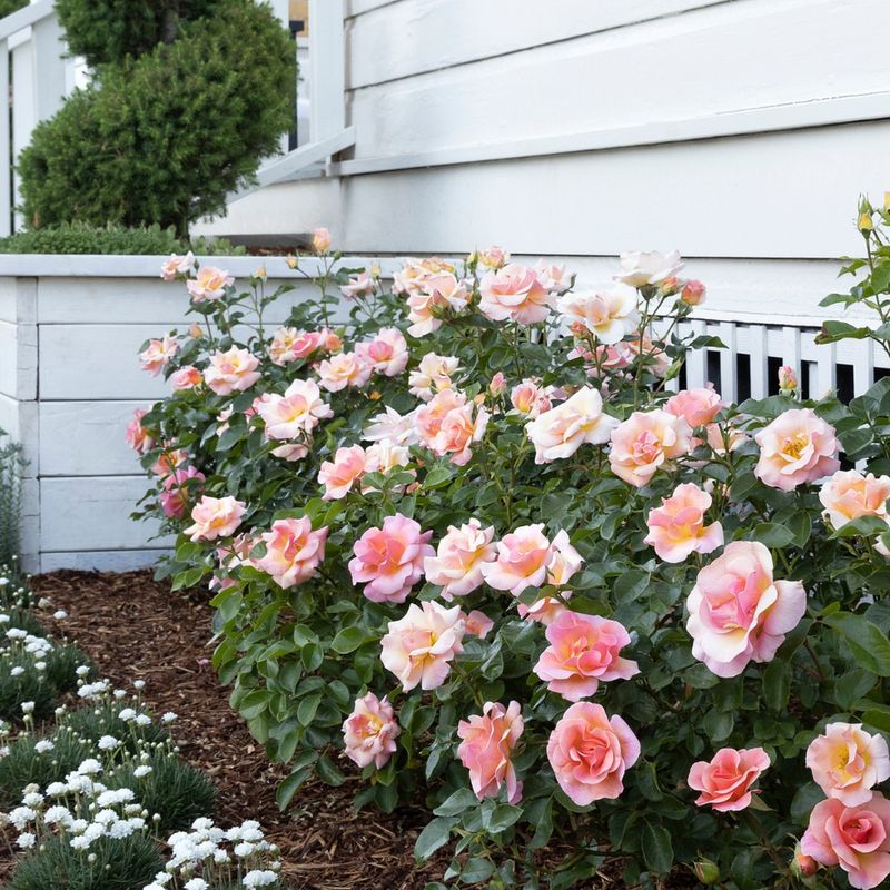 Mulch And Groundcovers That Clean Up Photo Backgrounds