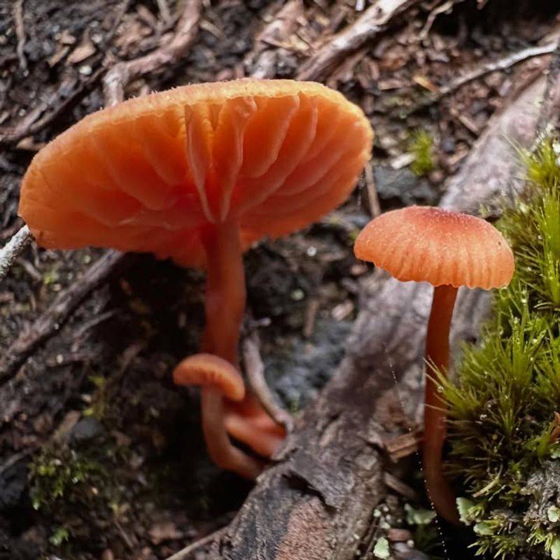 The Underground Network You Cannot See