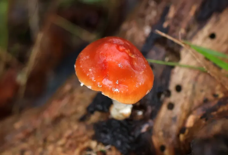 Ecological Benefits These Mushrooms Provide To Soil