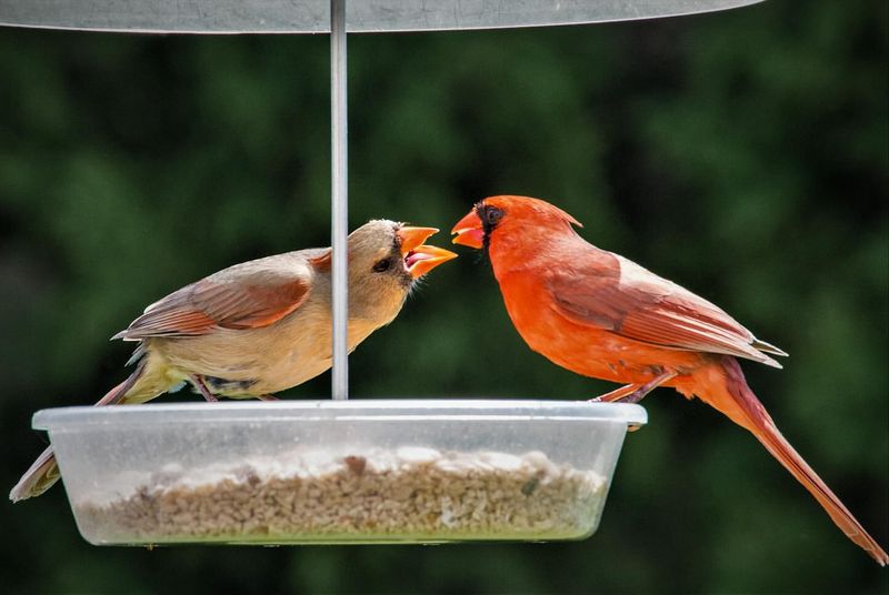 Year-Round Residency Means Consistent Feeding