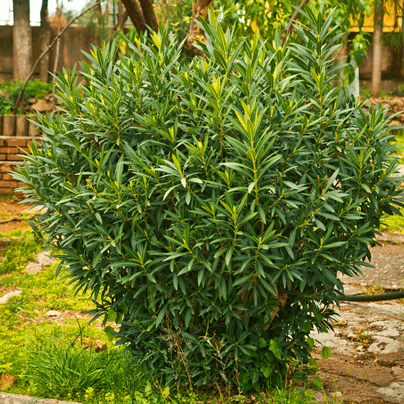 European Bay Laurel (Laurus Nobilis)