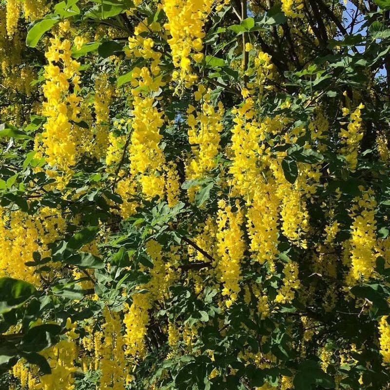 Golden Chain Tree (Laburnum Species)