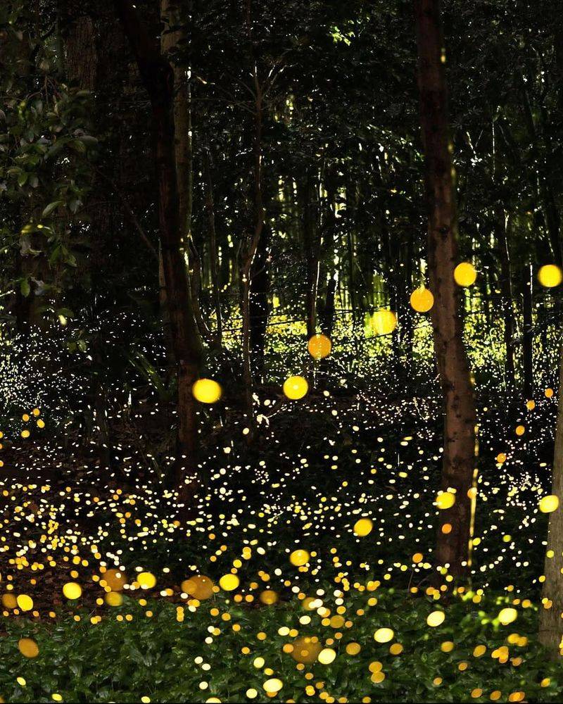 Fireflies