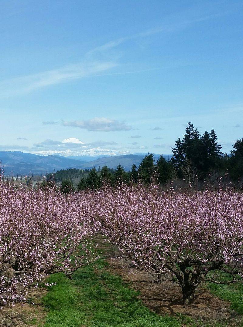 Hood River's Heights District