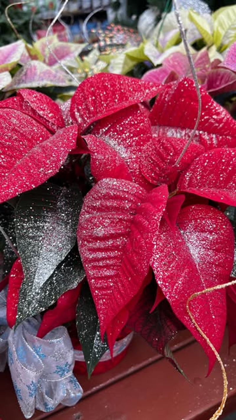 Glittered Poinsettias