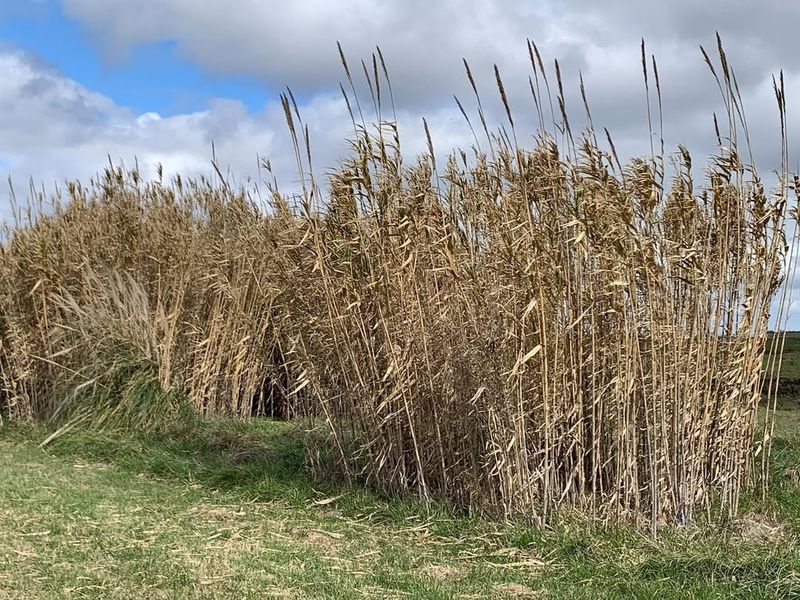 Giant Reed (Arundo)
