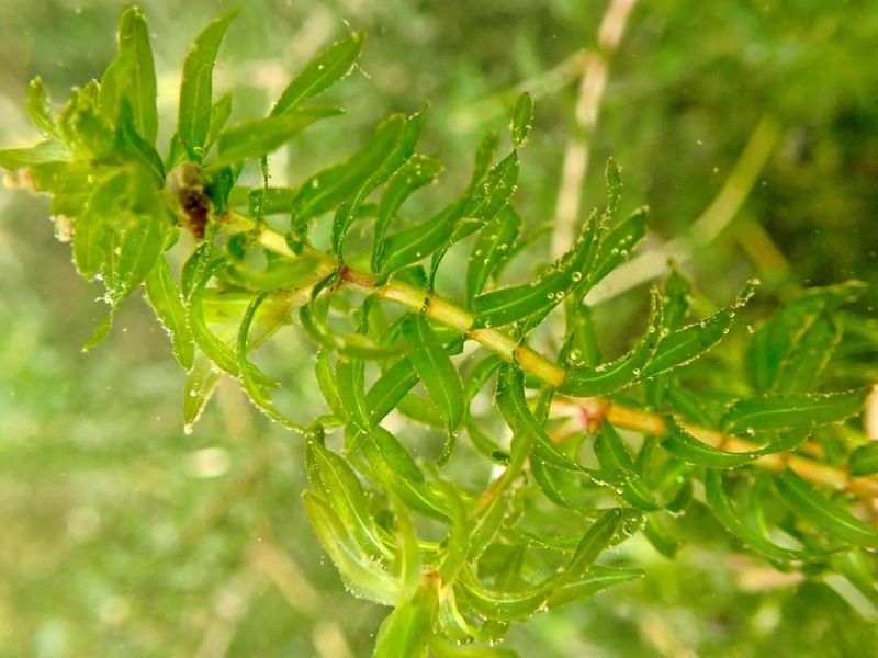 Hydrilla