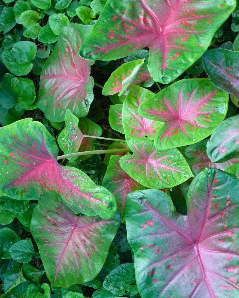 Caladium