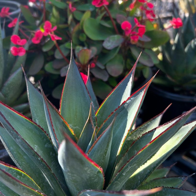 Agave 'Blue Glow'