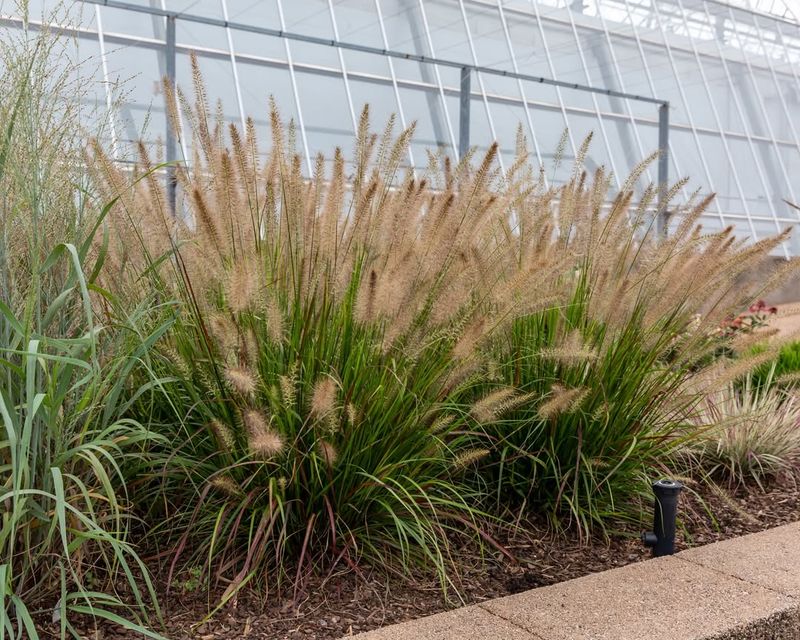Ornamental Grasses