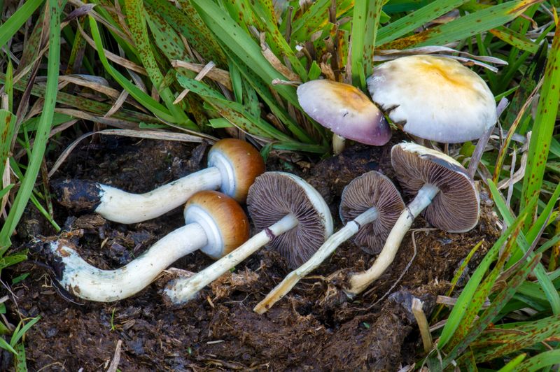 Magic Mushroom Species (E.G., Psilocybe Cubensis) &mdash; Fungi