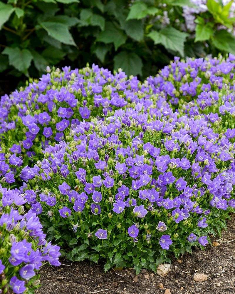 Campanula (Bellflower)