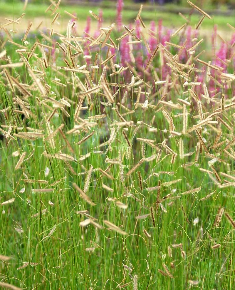 Blue Grama Grass (Bouteloua gracilis)