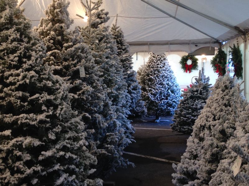 Colley Tree Farm - Northern California