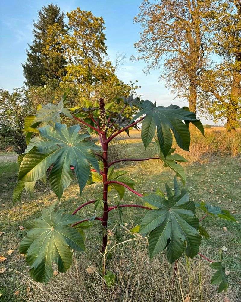Castor Bean Tree