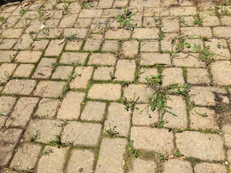 Protecting Walkways From Winter Weed Seeds