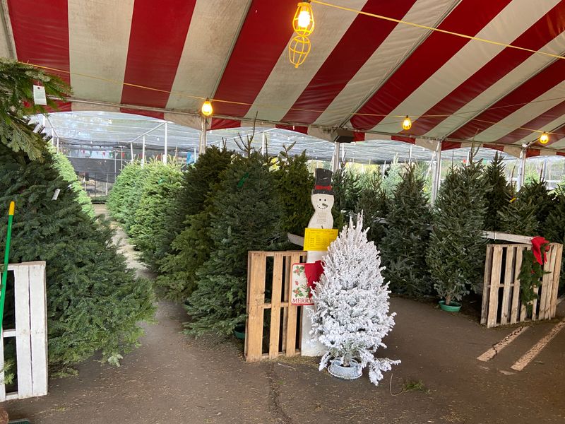 Big Wave Dave's Christmas Trees - San Diego County