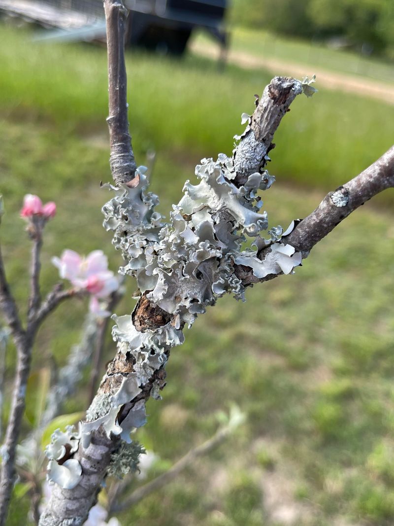 Disease Spores Thrive In Cool, Wet Conditions