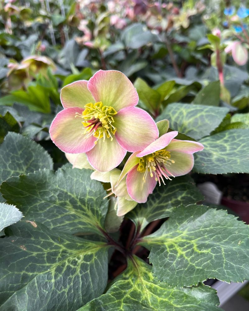 Hellebore Lenten Rose