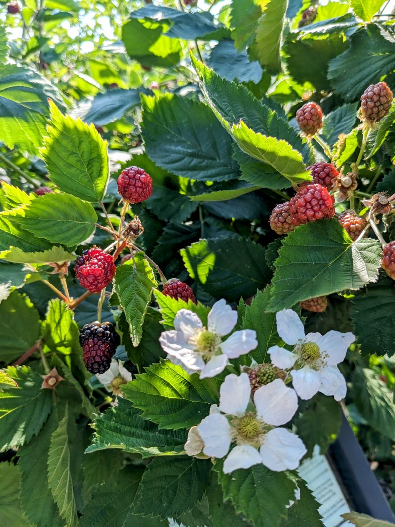 Beacon Food Forest in Seattle
